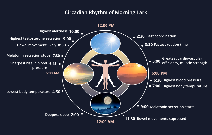 Circadian rhythm chart showing how morning sunlight affects melatonin and sleep timing